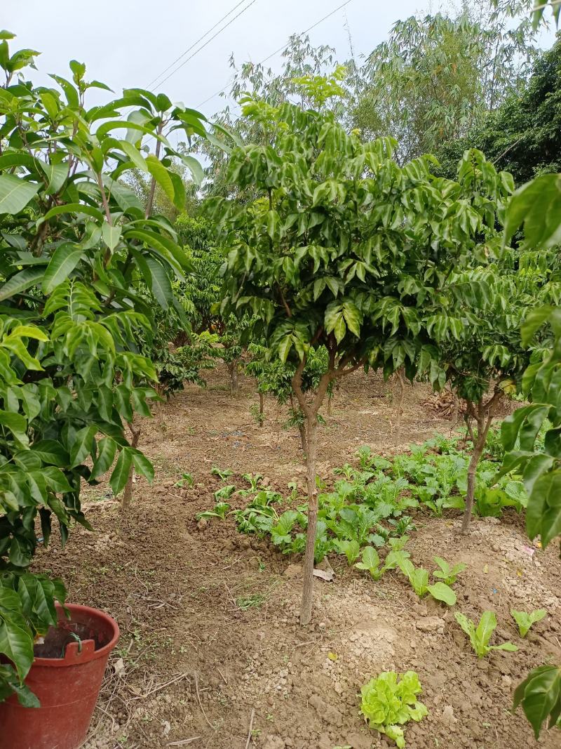 黄皮果树苗嫁接苗可当年种植当年结果土球发货