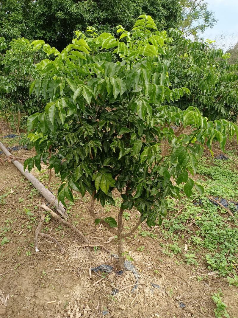 黄皮果树苗嫁接苗可当年种植当年结果土球发货