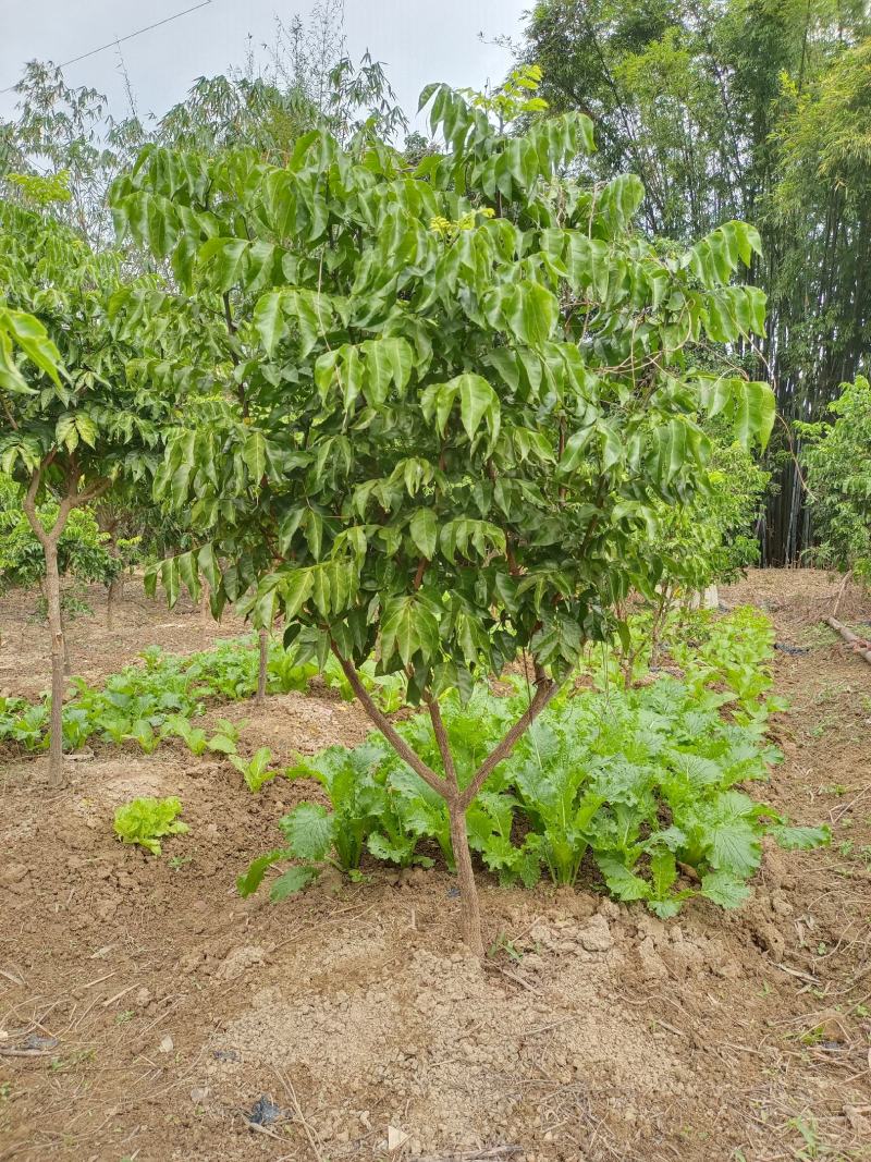 黄皮果树苗嫁接苗可当年种植当年结果土球发货