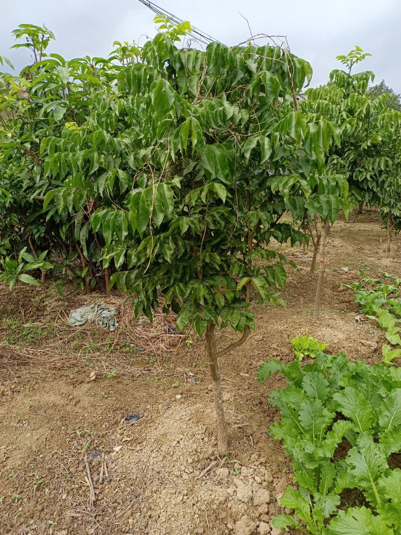 黄皮果树苗嫁接苗可当年种植当年结果土球发货