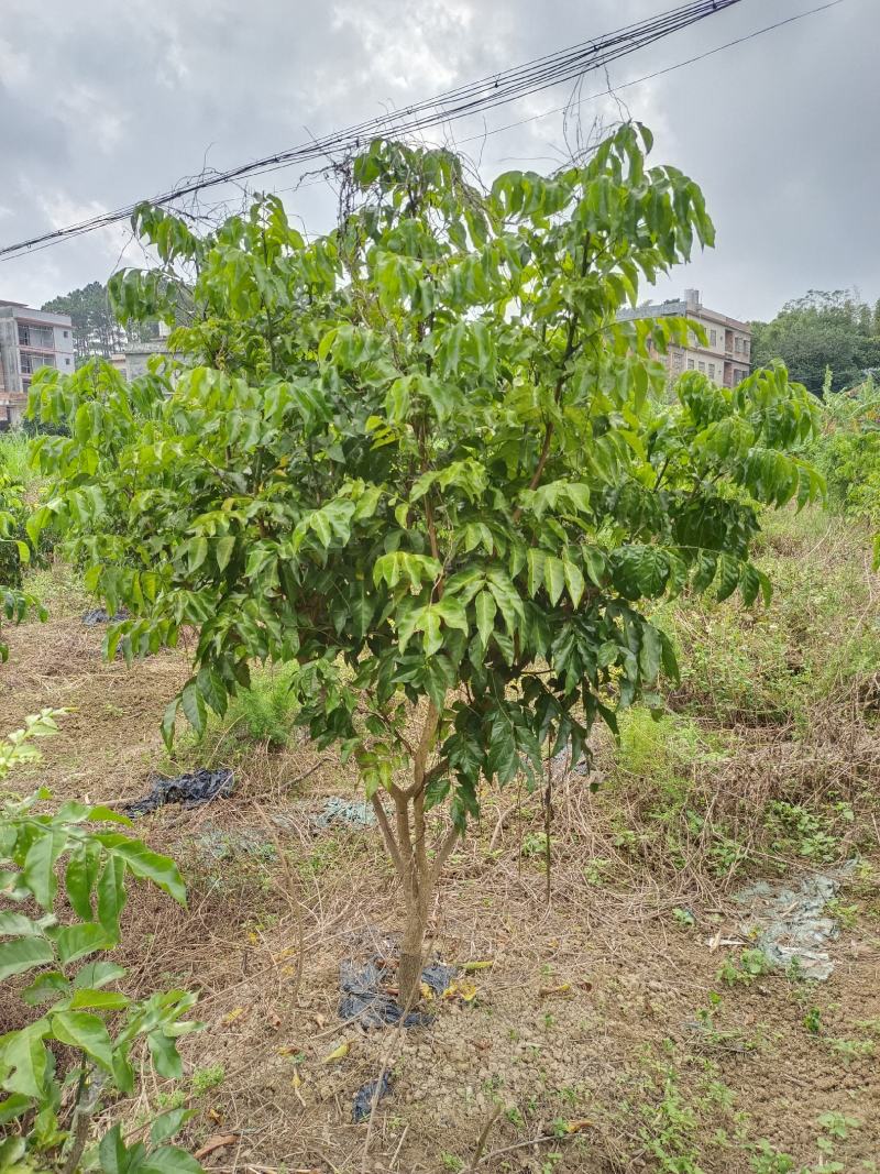 黄皮果树苗嫁接苗可当年种植当年结果土球发货