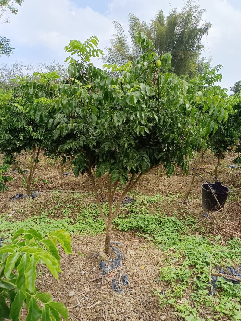黄皮果树苗嫁接苗可当年种植当年结果土球发货