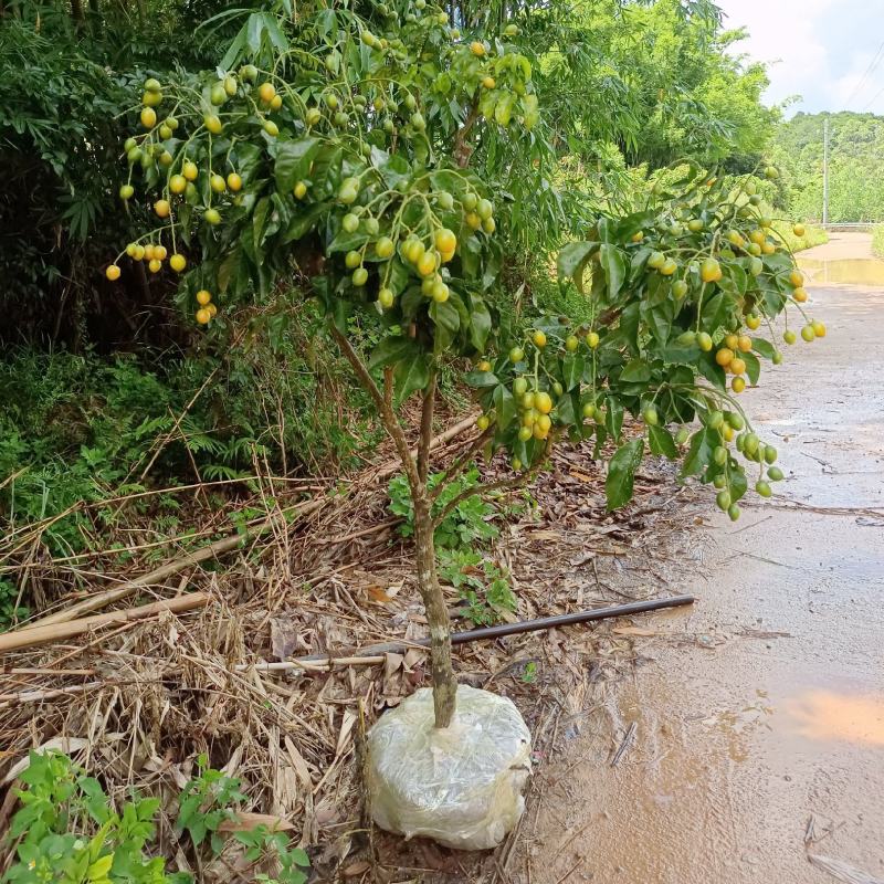 黄皮果树苗嫁接苗可当年种植当年结果土球发货