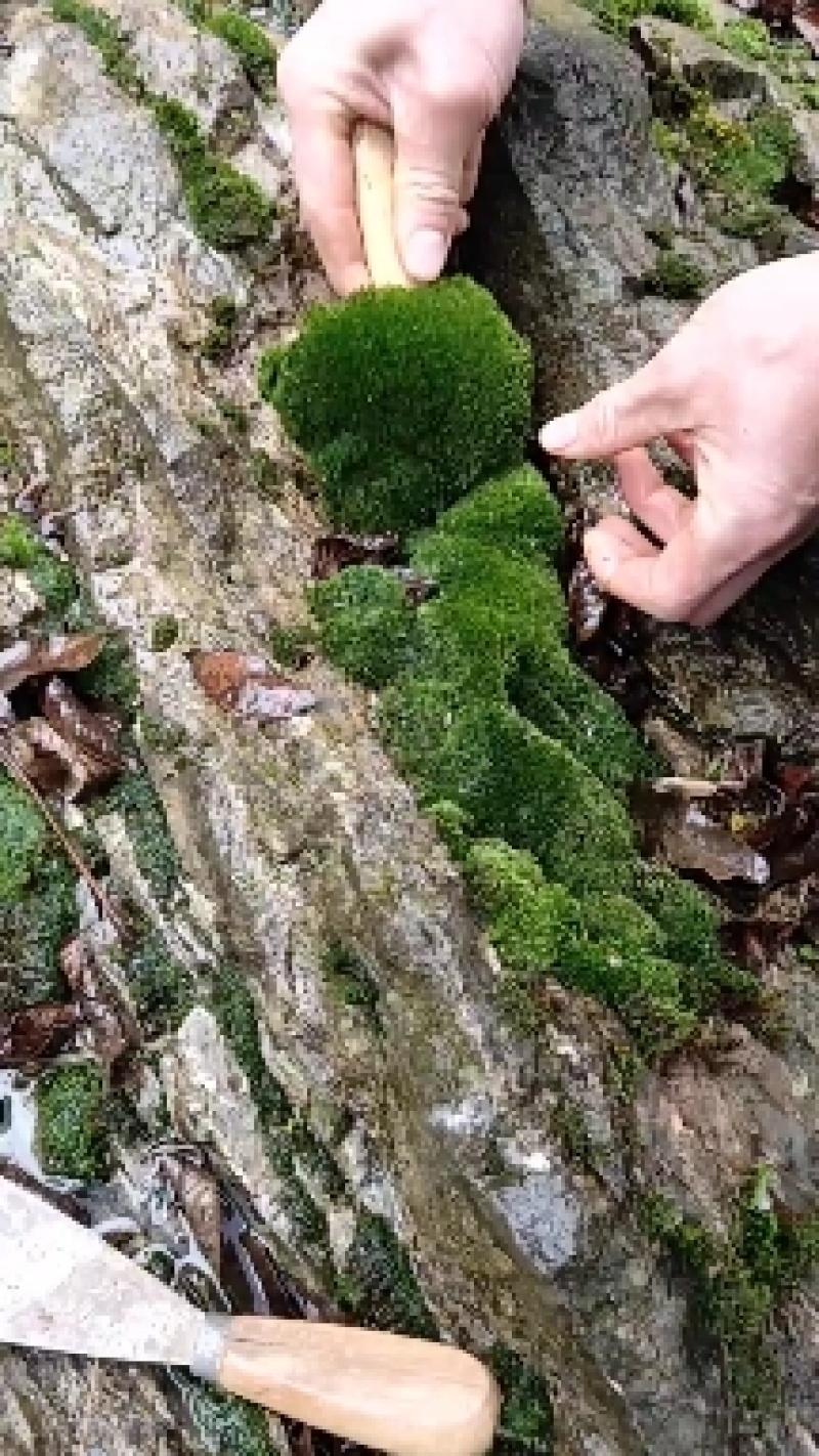 朵朵藓苔藓各种盆景假山制作苔藓各种盆景装饰