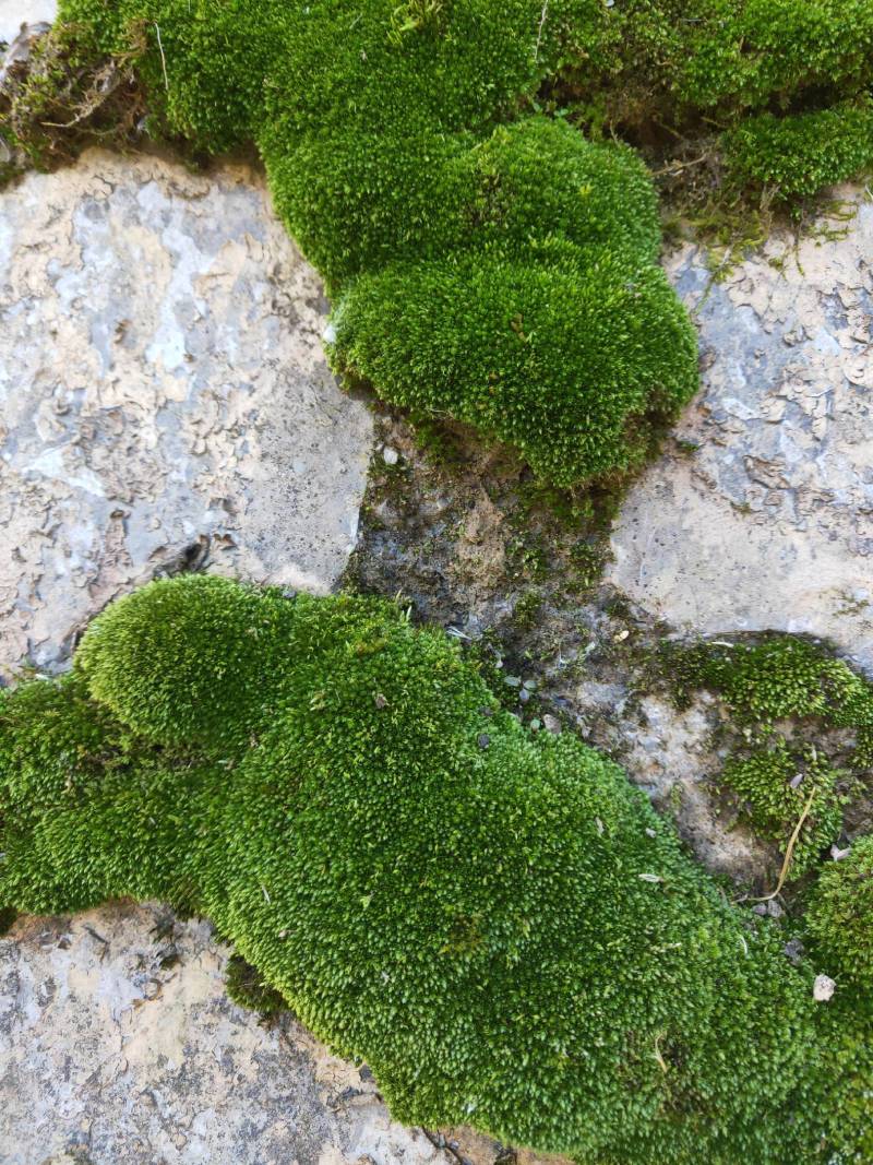朵朵藓苔藓各种盆景假山制作苔藓各种盆景装饰