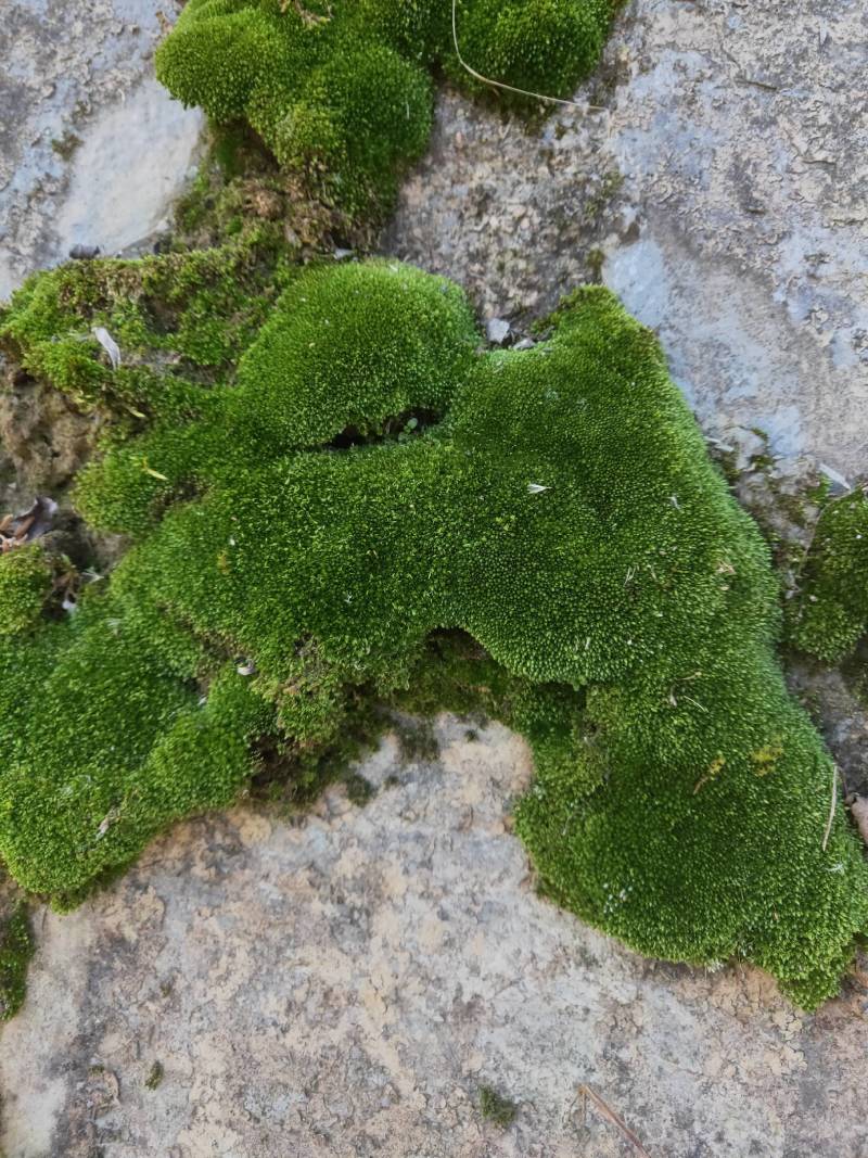 朵朵藓苔藓各种盆景假山制作苔藓各种盆景装饰