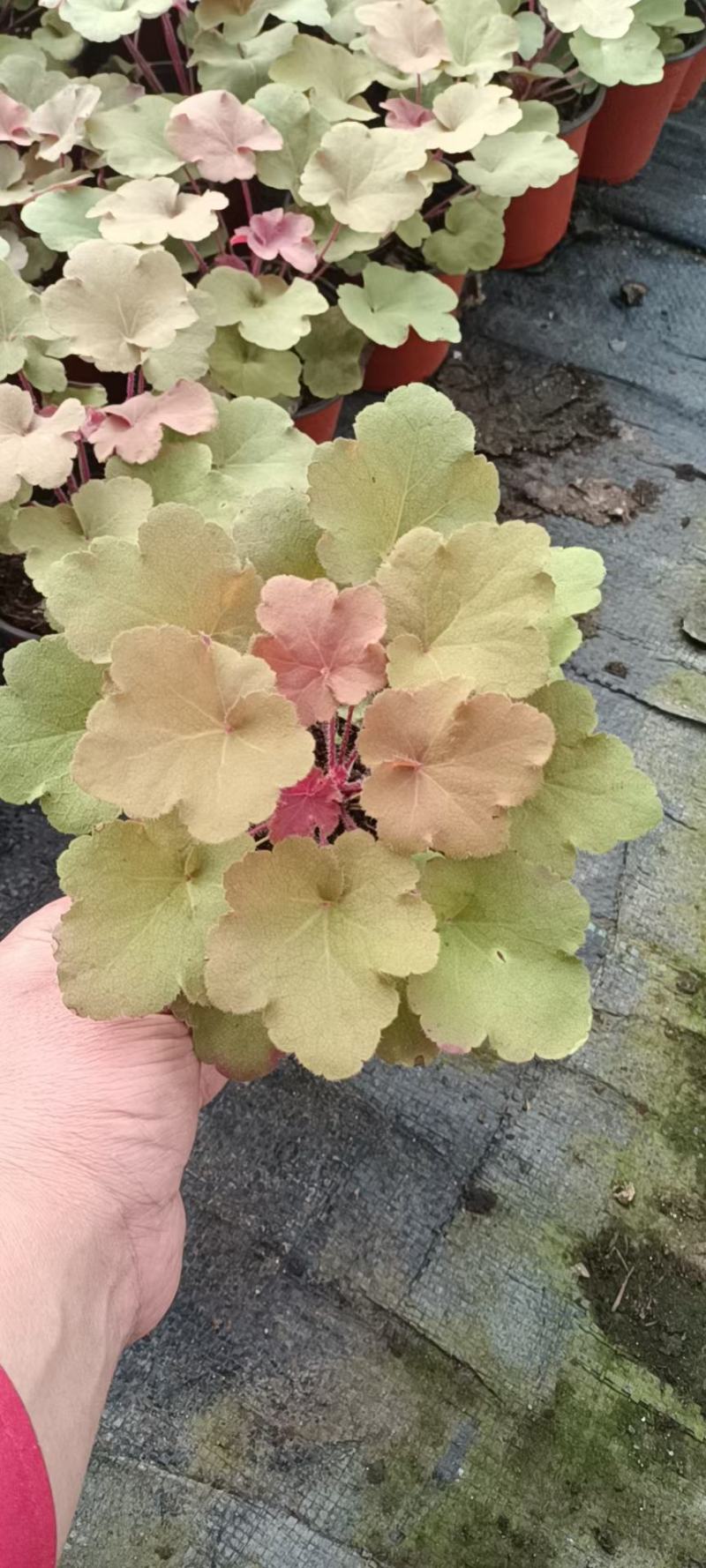矾根，珊瑚铃，大杯苗，质量好，货源充足，需要的老板联系，