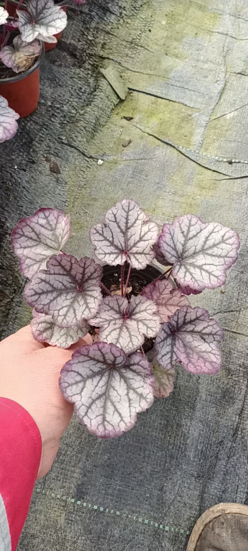 矾根，珊瑚铃，大杯苗，质量好，货源充足，需要的老板联系，