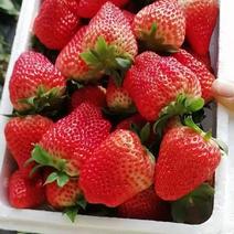 产地直发热销奶油草莓量大自家种植