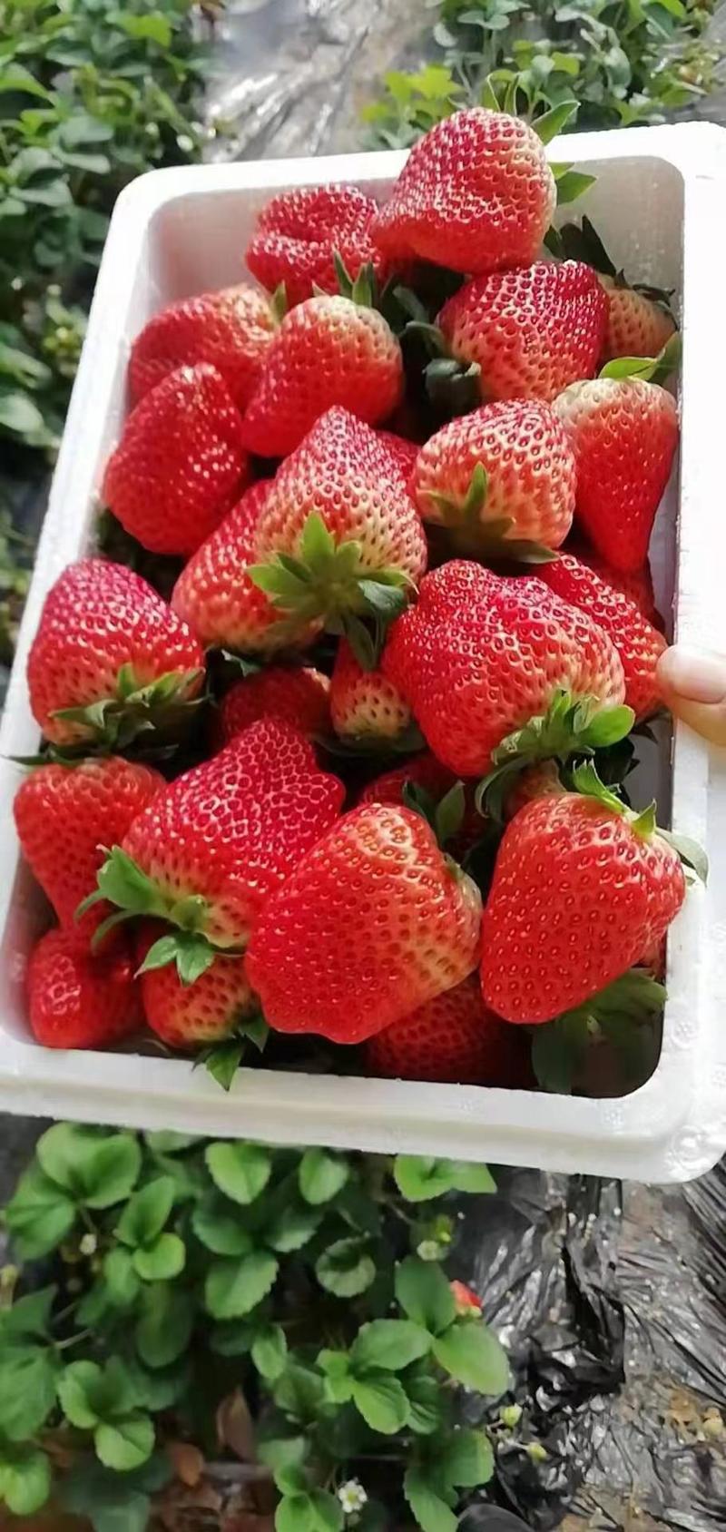 产地直发热销奶油草莓量大自家种植