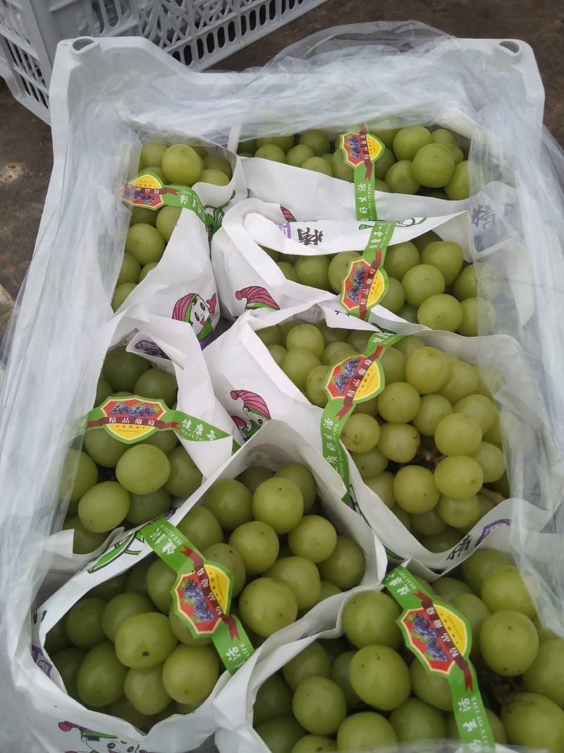 巨峰葡萄（套袋），精品市场果，电商果，有量。