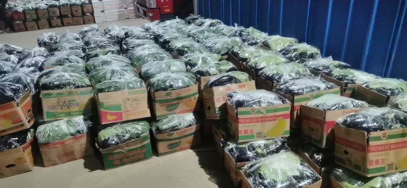 长茄子温室大棚765长茄条形直，质量好，黑茄子