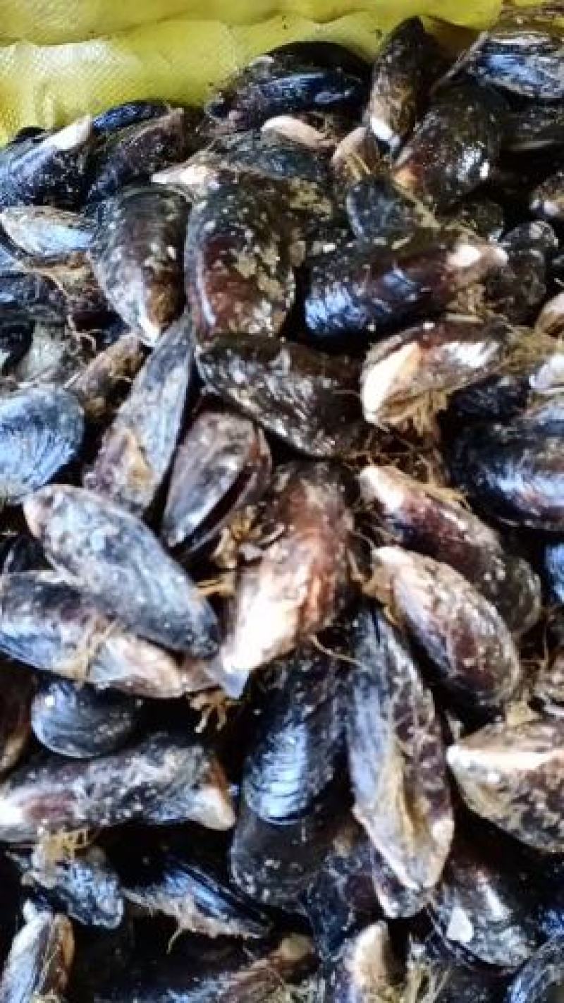 当天捕捞鲜活新鲜无沙大海虹贻贝青口贝当季鲜活淡菜