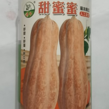 蜜本南瓜种子甜蜜蜜早熟瓜大产量高抗病香甜面