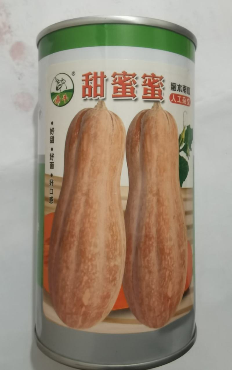 蜜本南瓜种子甜蜜蜜早熟瓜大产量高抗病香甜面