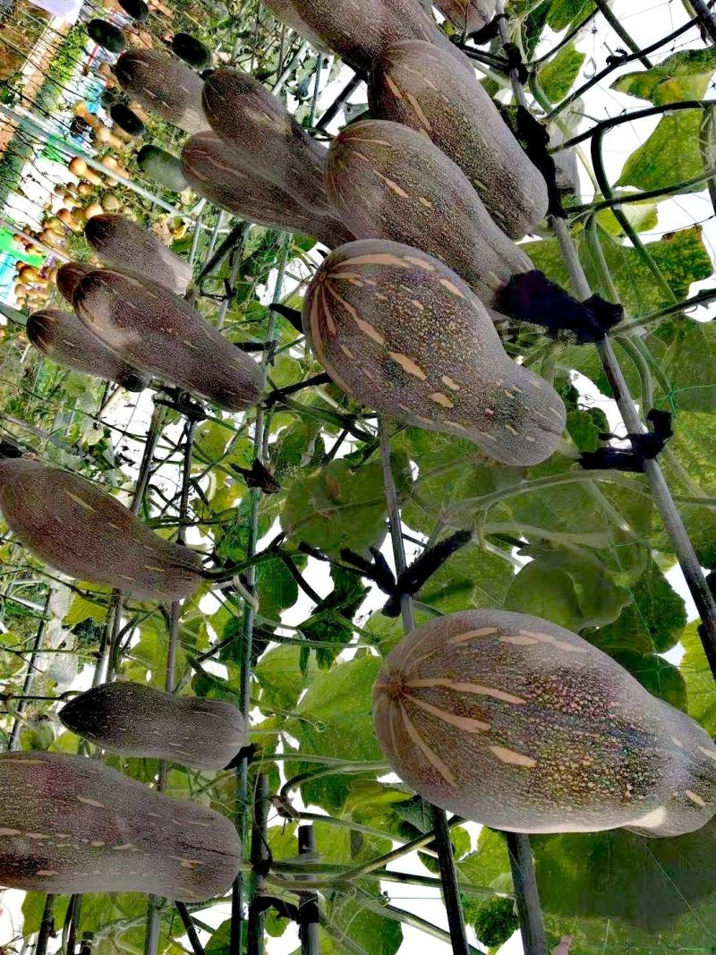蜜本南瓜种子甜蜜蜜早熟瓜大产量高抗病香甜面