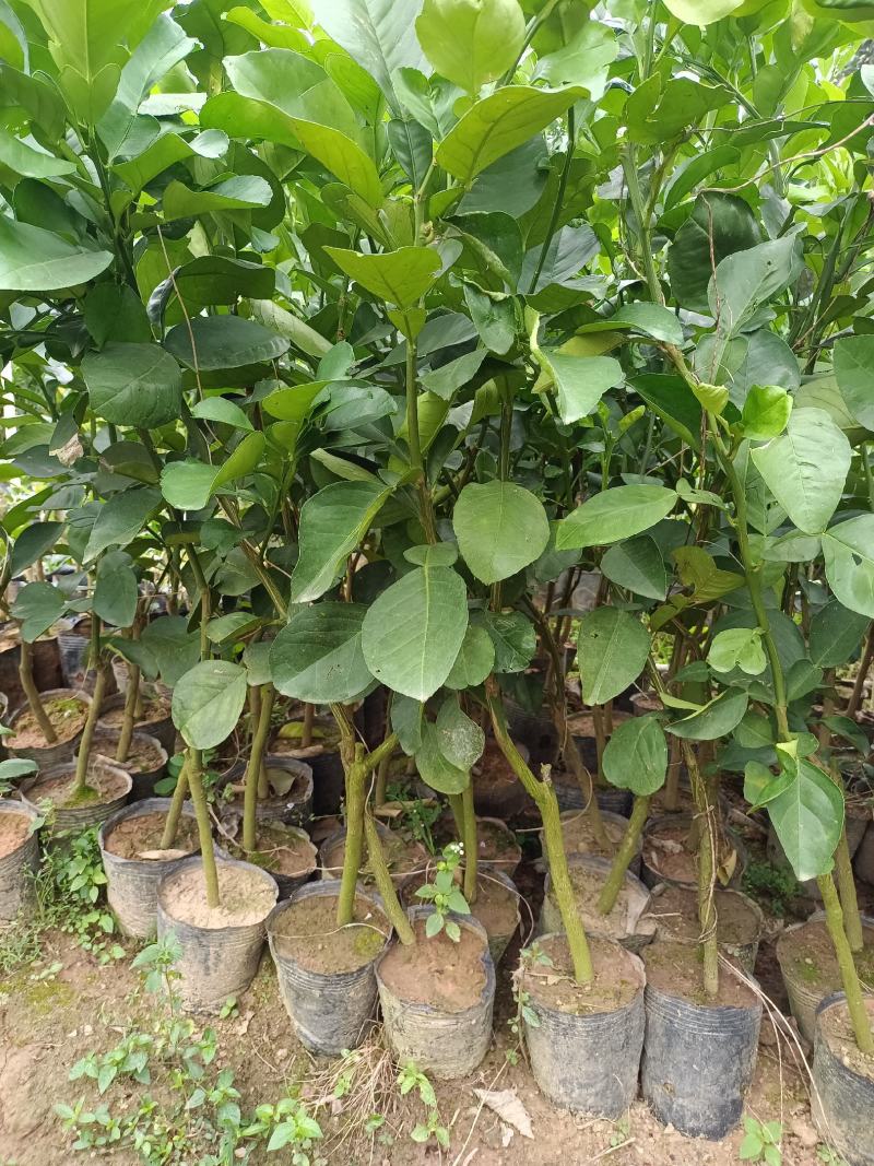 包邮青皮红心柚树苗嫁接苗可以多季结果发货带杯一起