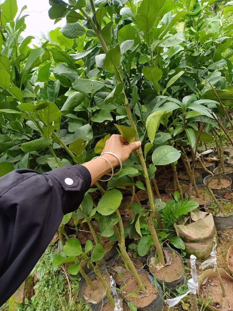 包邮青皮红心柚树苗嫁接苗可以多季结果发货带杯一起