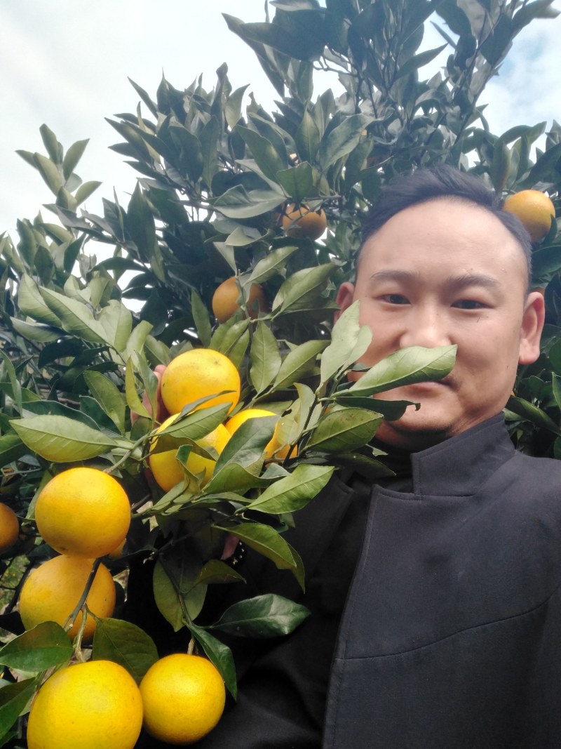 冰糖橙，麻阳专业代办诚信第一，欢迎批发商前来订购预定