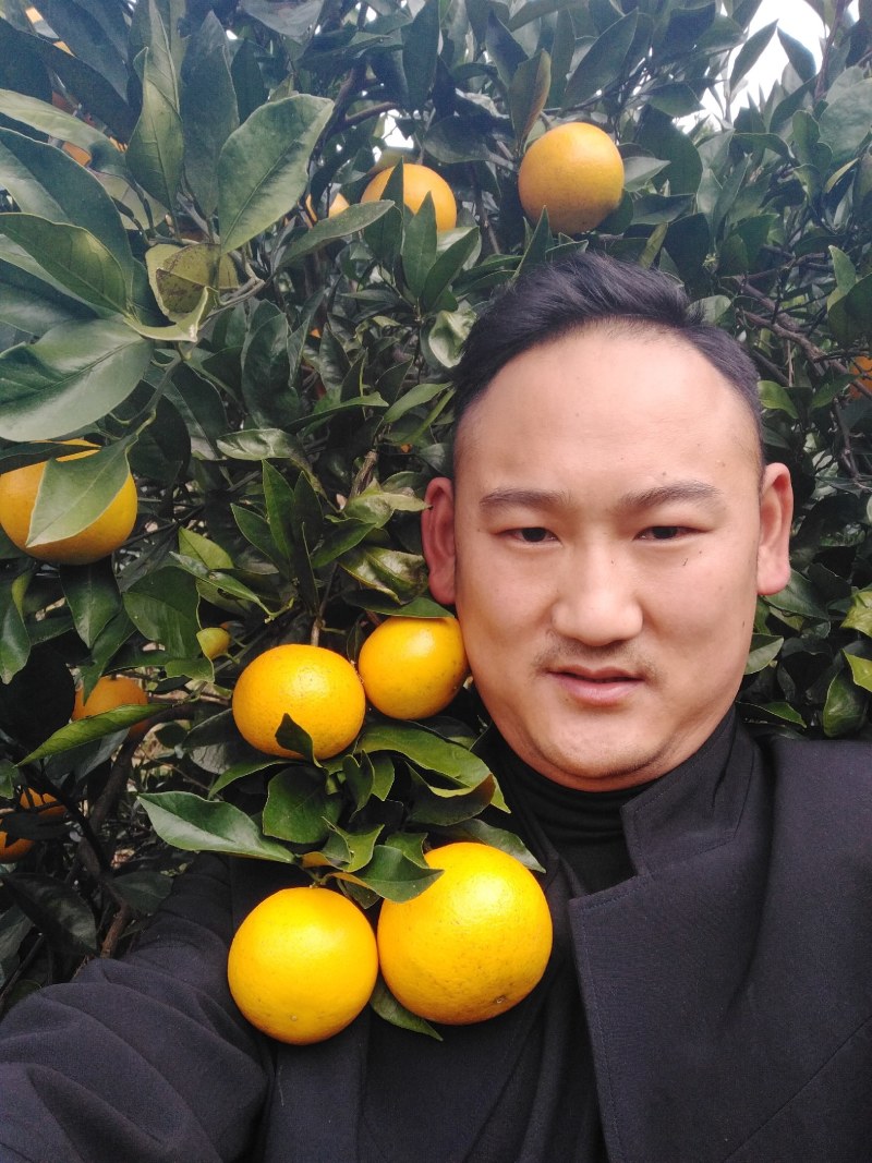 冰糖橙，麻阳专业代办诚信第一，欢迎批发商前来订购预定