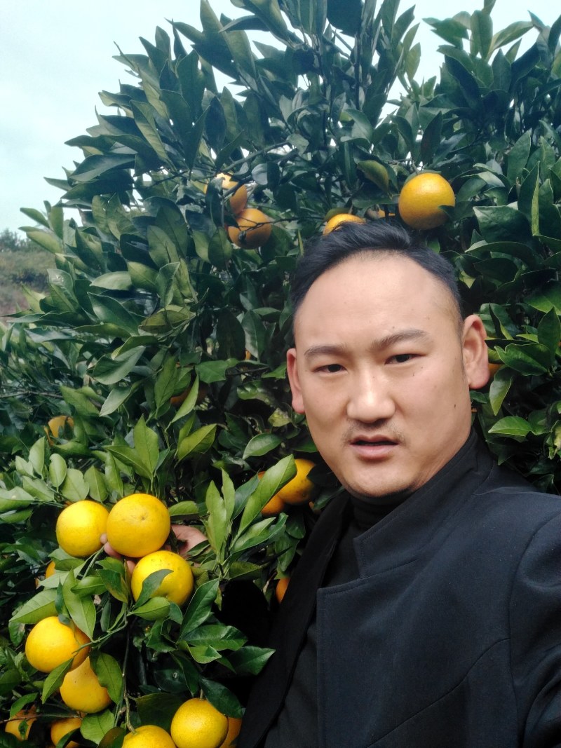 冰糖橙，麻阳专业代办诚信第一，欢迎批发商前来订购预定