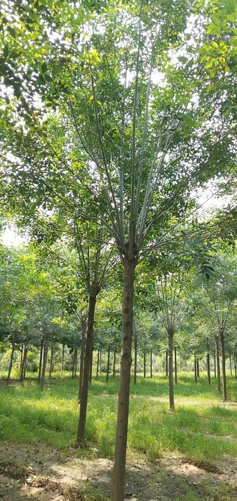 白蜡速生白蜡树原生白蜡老白蜡各种规格齐全基地直销