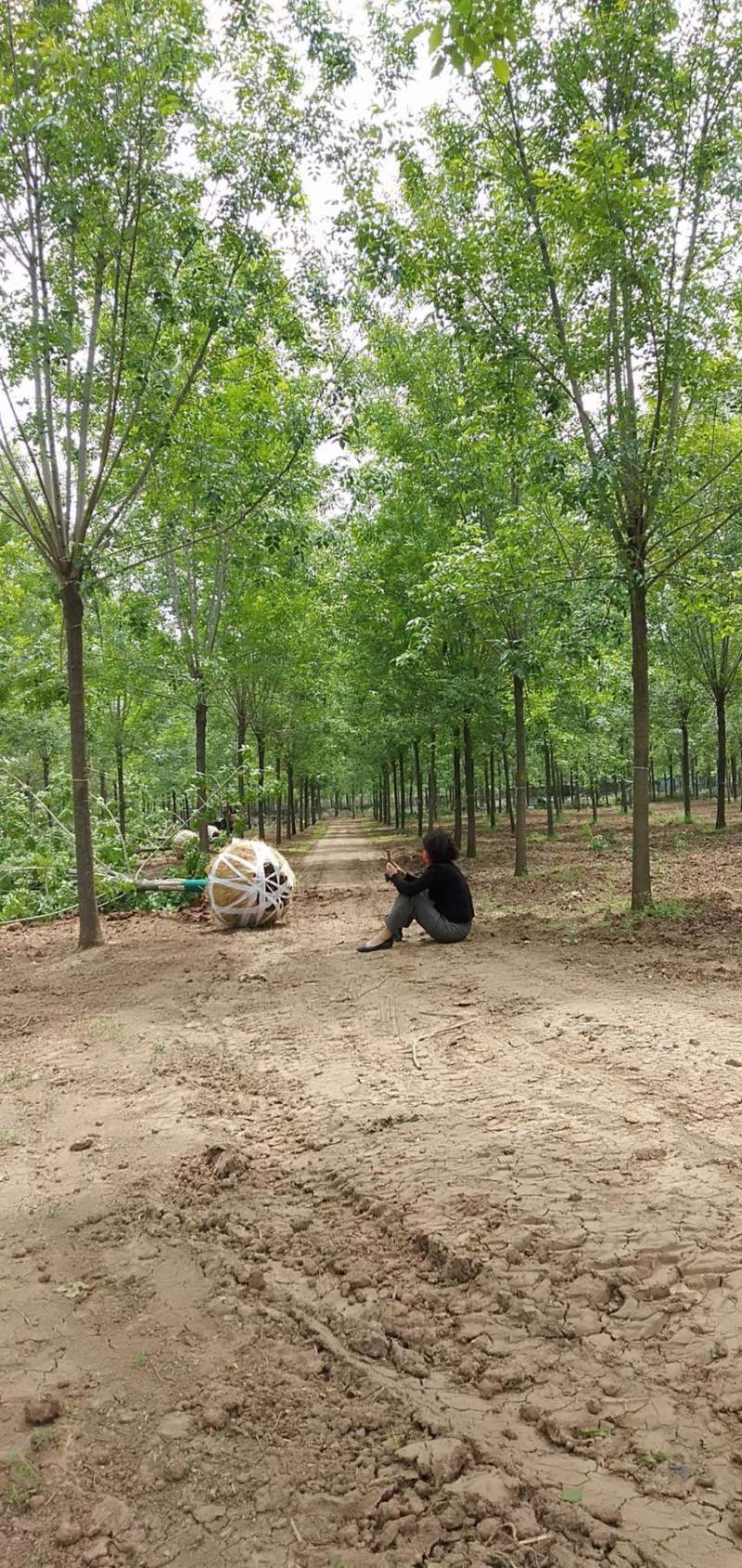 白蜡速生白蜡树原生白蜡老白蜡各种规格齐全基地直销