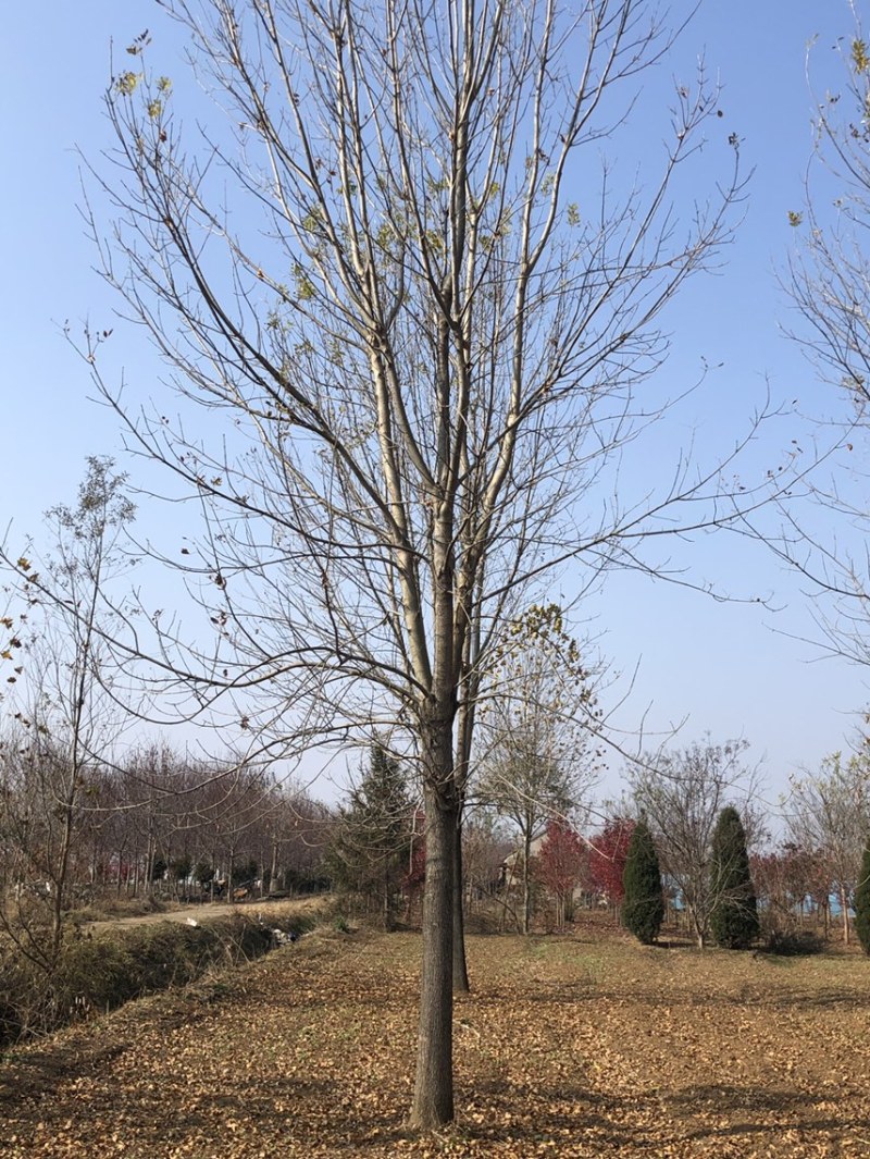 白蜡速生白蜡树原生白蜡老白蜡各种规格齐全基地直销