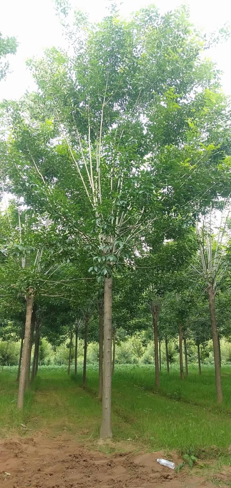 白蜡速生白蜡树原生白蜡老白蜡各种规格齐全基地直销