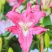 香水百合种球四季花卉好养易活盆栽室内花植物种子浓香百合花