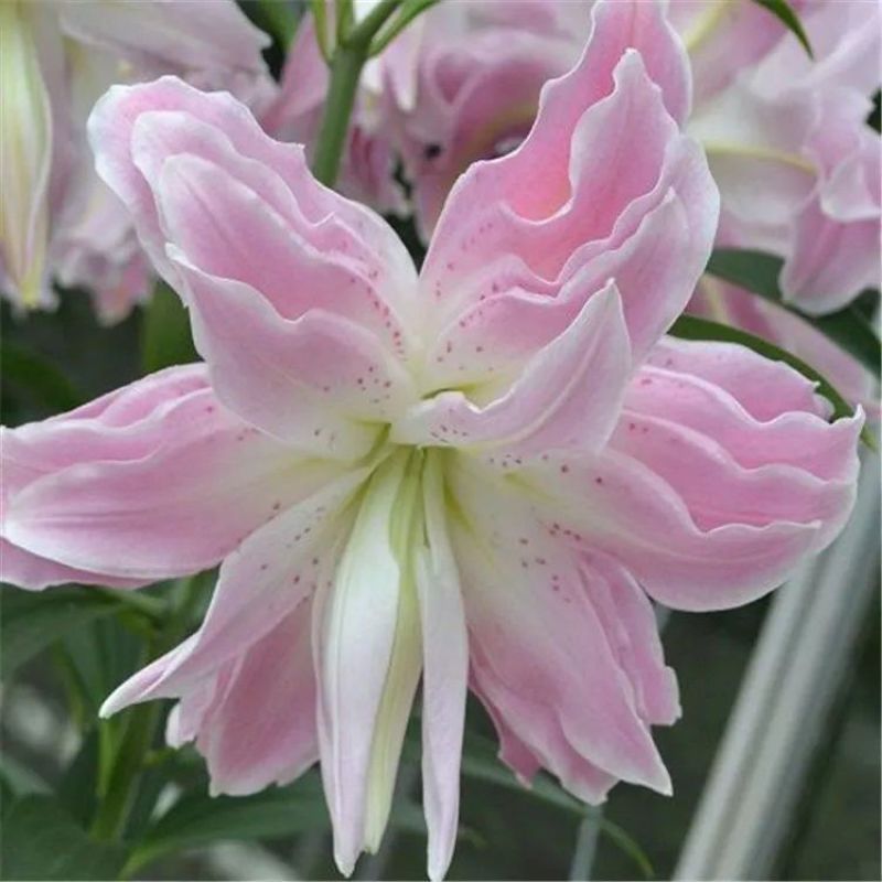 香水百合种球四季花卉好养易活盆栽室内花植物种子浓香百合花