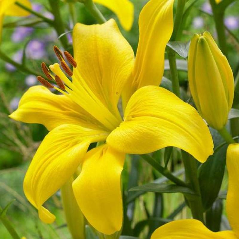 香水百合种球四季花卉好养易活盆栽室内花植物种子浓香百合花