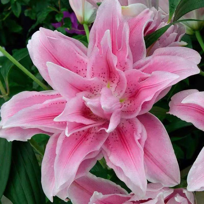 香水百合种球四季花卉好养易活盆栽室内花植物种子浓香百合花