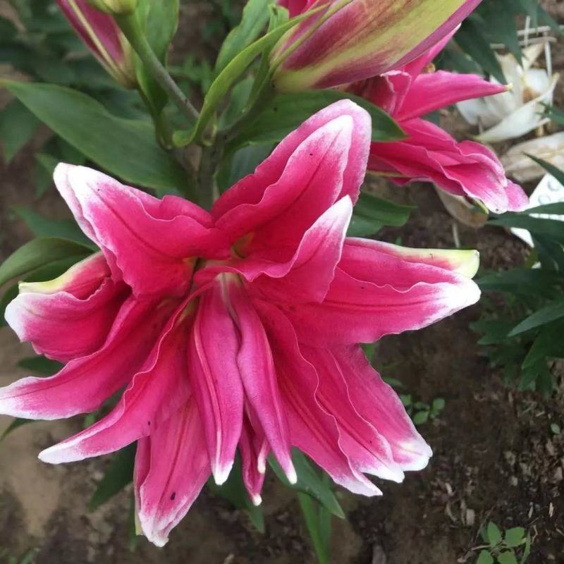 香水百合种球四季花卉好养易活盆栽室内花植物种子浓香百合花