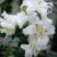 香水百合种球四季花卉好养易活盆栽室内花植物种子浓香百合花
