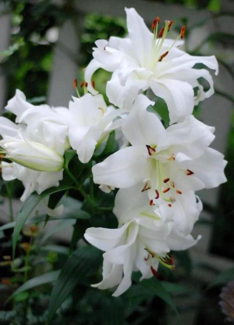 香水百合种球四季花卉好养易活盆栽室内花植物种子浓香百合花