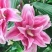 香水百合种球四季花卉好养易活盆栽室内花植物种子浓香百合花