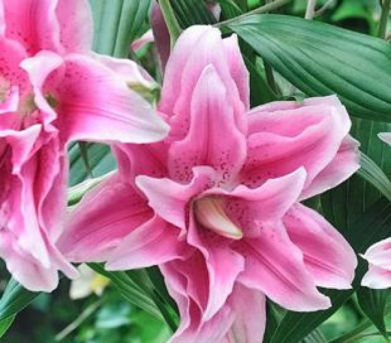 香水百合种球四季花卉好养易活盆栽室内花植物种子浓香百合花