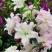 香水百合种球四季花卉好养易活盆栽室内花植物种子浓香百合花