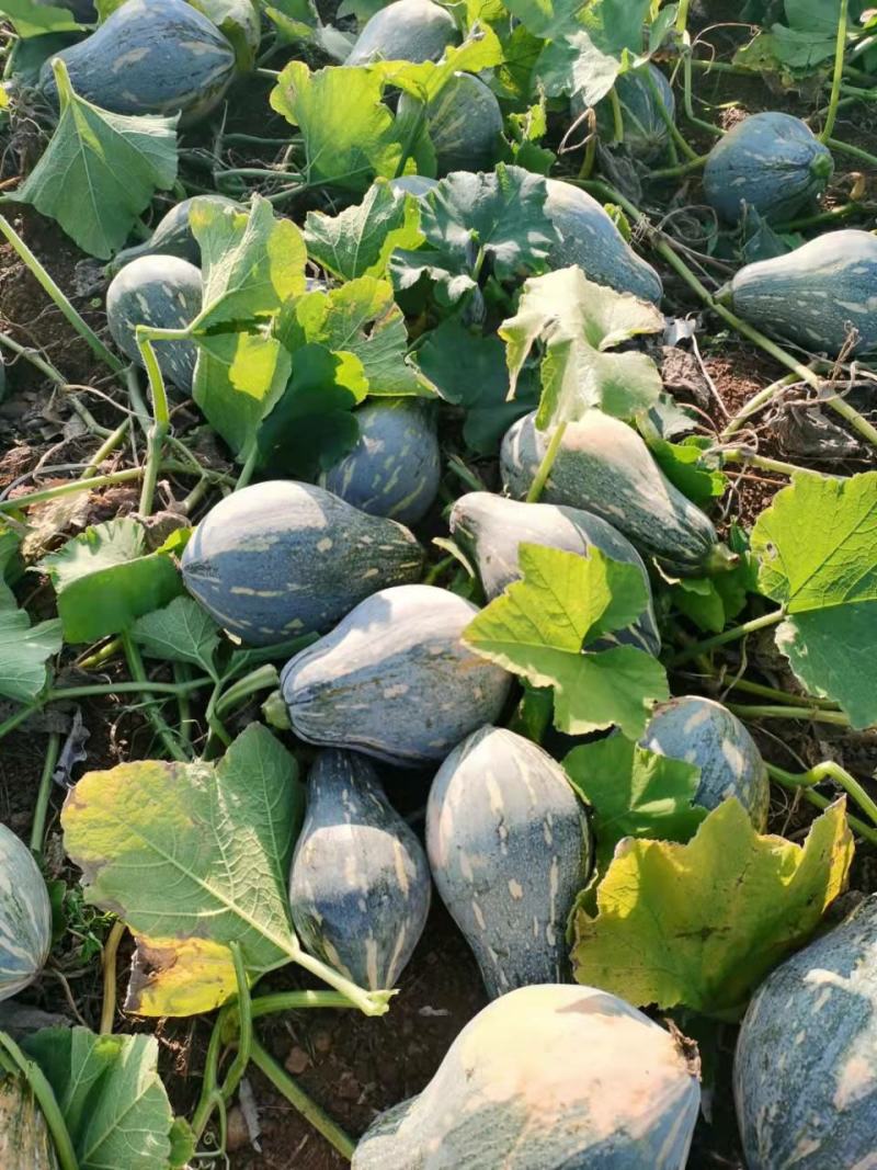 精品香芋南瓜