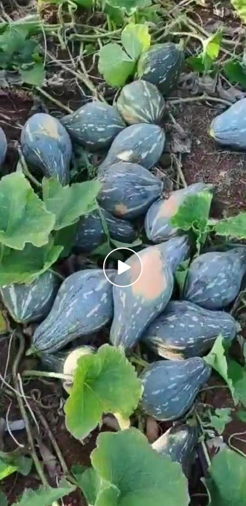 精品香芋南瓜