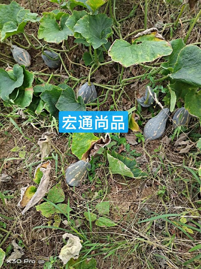 精品香芋南瓜