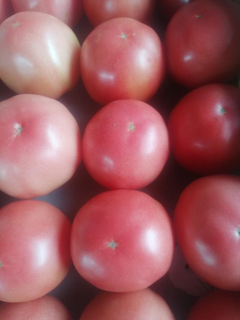 河北西红柿精品硬粉弧二弧三以上专业代办包食宿欢迎视频看货