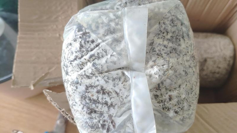 蘑菇菌种包灵芝菌包灵芝菌棒菌包家庭室内趣味养殖多肉盆栽