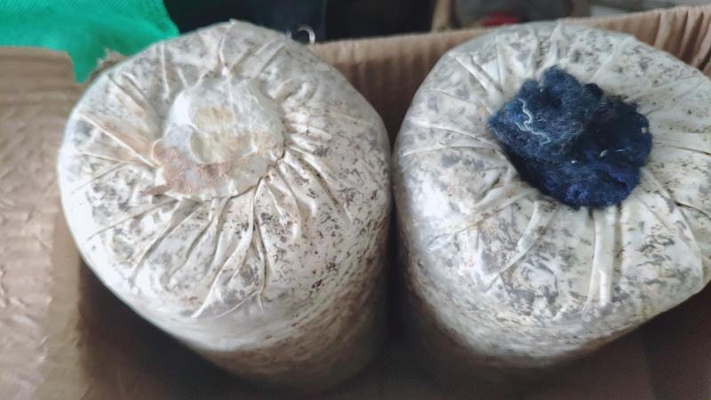 蘑菇菌种包灵芝菌包灵芝菌棒菌包家庭室内趣味养殖多肉盆栽