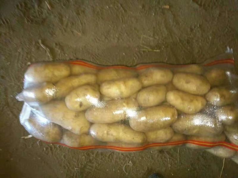 【精品】荷兰十五土豆黄皮黄心无青头无发芽产地直供量大从