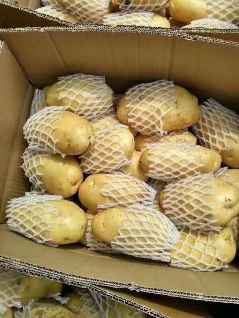 【精品】荷兰十五土豆黄皮黄心无青头无发芽产地直供量大从