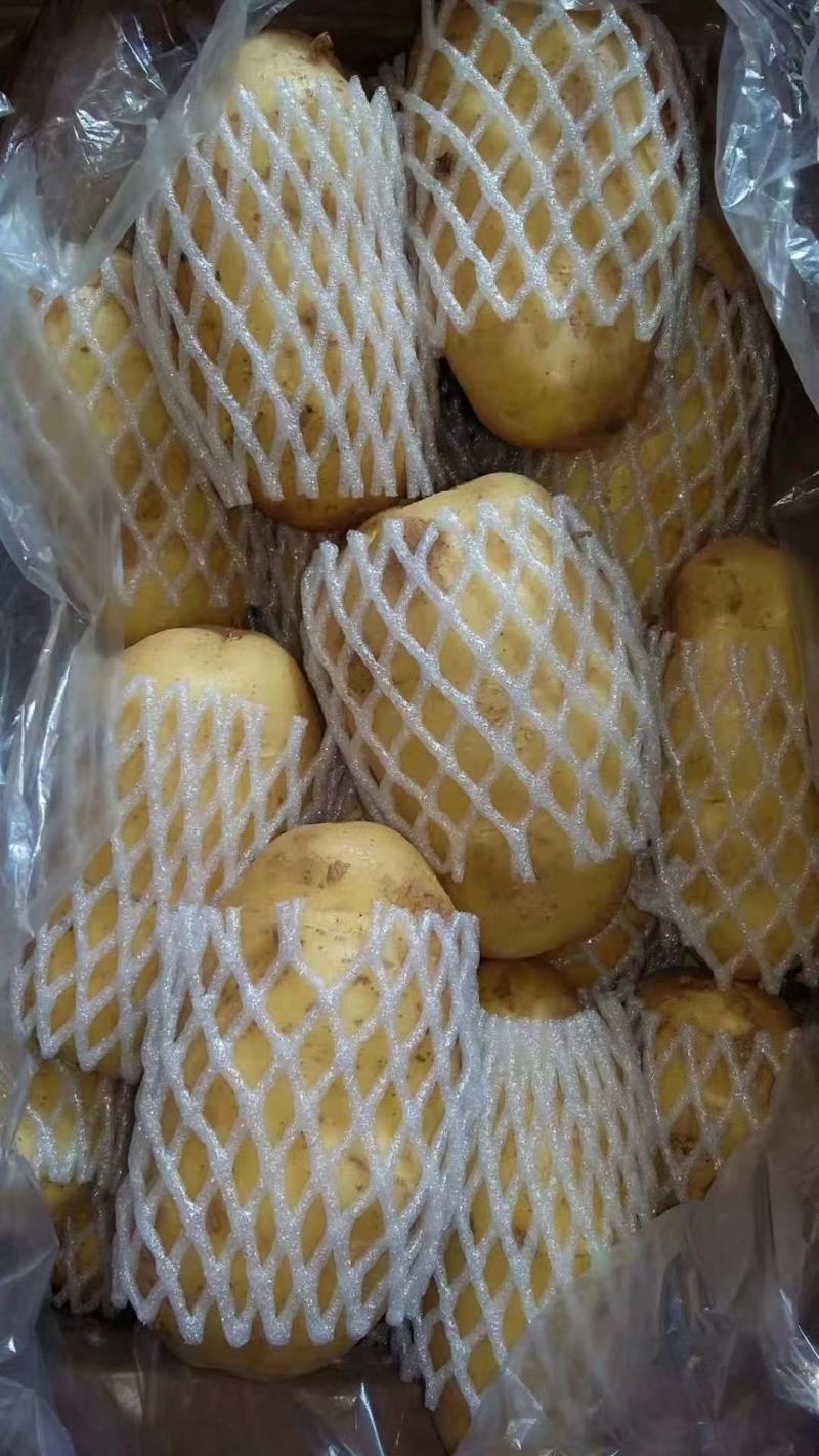 【精品】荷兰十五土豆黄皮黄心无青头无发芽产地直供量大从