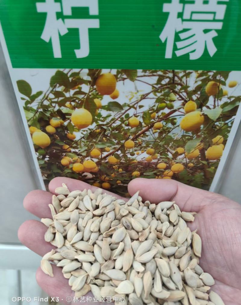柠檬种子香水柠檬树种子青柠檬金桔种子水果种籽果树种子
