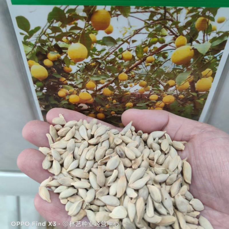 柠檬种子香水柠檬树种子青柠檬金桔种子水果种籽果树种子